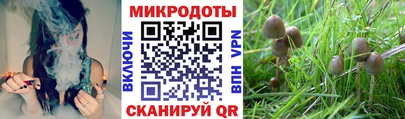 Галлюциногенные грибы Psilocybine cubensis  Сурск 